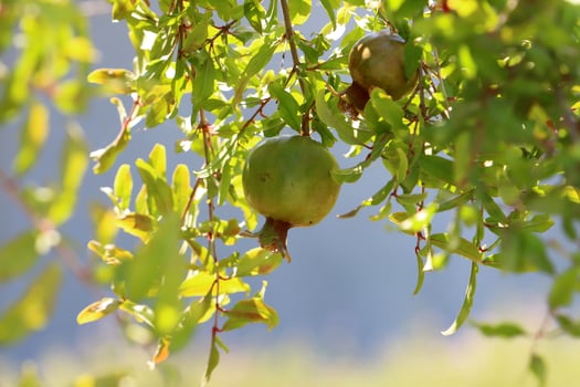 Unripe pomegranates in a city park against the background of green foliage of trees. photo