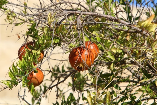 Unripe pomegranates in a city park against the background of green foliage of trees. photo