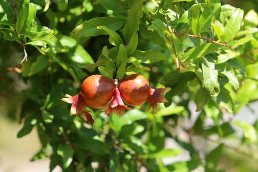 Unripe pomegranates in a city park against the background of green foliage of trees. photo