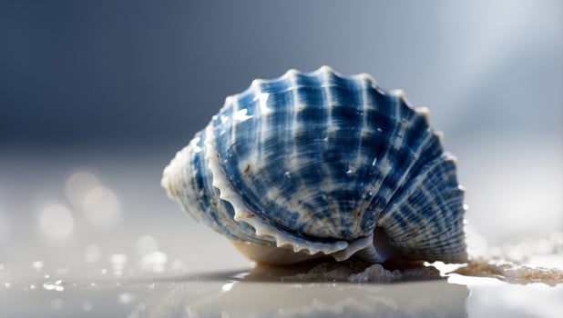 Blue Seashell A Piece of Oceans Minimalist Art on Pure White. photo