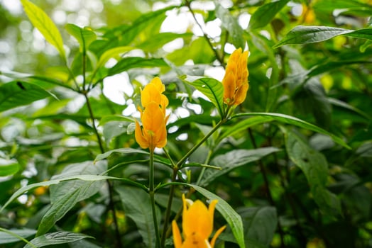 Pachystachys lutea, known as the golden shrimp plant or lollipop plant photo