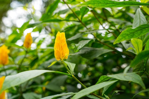 Pachystachys lutea, known as the golden shrimp plant or lollipop plant photo