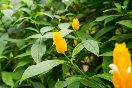 Pachystachys lutea, known as the golden shrimp plant or lollipop plant photo