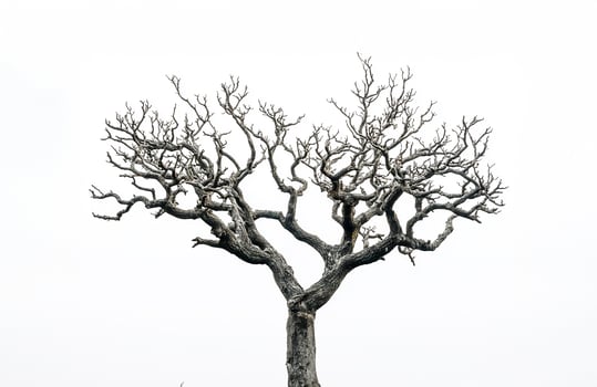 Isolated dead tree photo