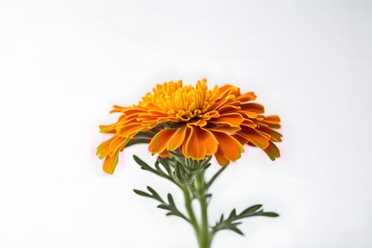 African marigold flower white background photo