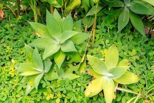 Agave attenuata is a species of flowering plant in the family Asparagaceae, commonly known as the foxtail or lion's tail. photo