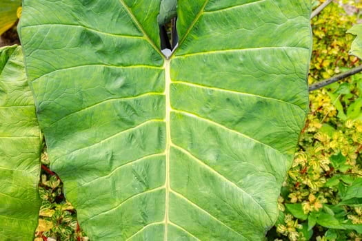 Alocasia macrorrhizos is a species of flowering plant in the arum family Araceae. Common names include giant taro, ape, giant alocasia, biga and pia. photo