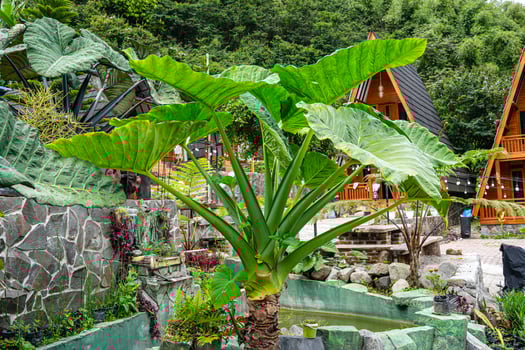 Alocasia macrorrhizos is a species of flowering plant in the arum family Araceae. Common names include giant taro, ape, giant alocasia, biga and pia. photo