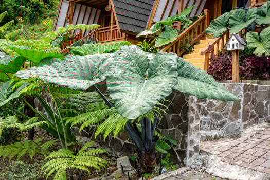 Alocasia macrorrhizos is a species of flowering plant in the arum family Araceae. Common names include giant taro, ape, giant alocasia, biga and pia. photo