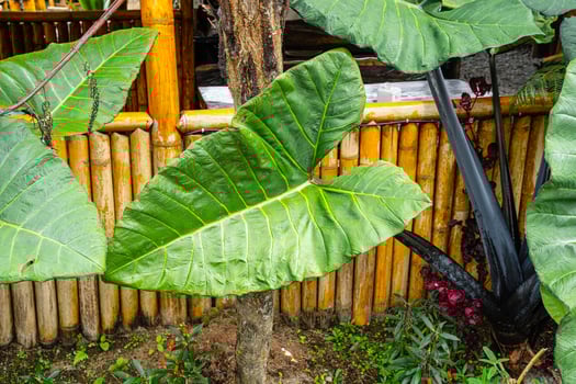 Alocasia macrorrhizos is a species of flowering plant in the arum family Araceae. Common names include giant taro, ape, giant alocasia, biga and pia. photo