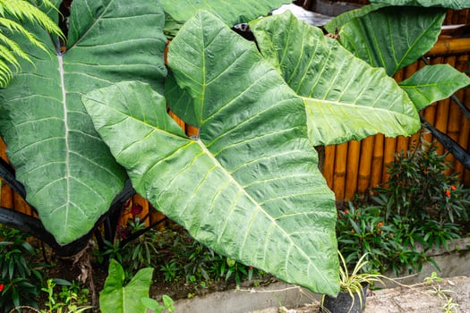 Alocasia macrorrhizos is a species of flowering plant in the arum family Araceae. Common names include giant taro, ape, giant alocasia, biga and pia. photo