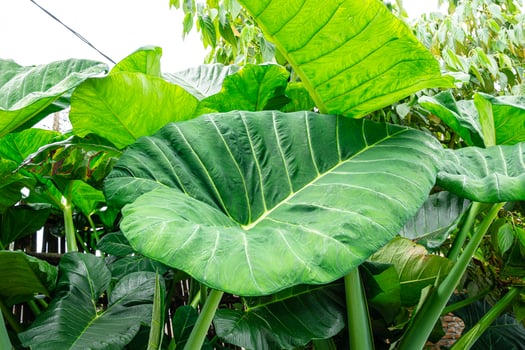 Alocasia macrorrhizos is a species of flowering plant in the arum family Araceae. Common names include giant taro, ape, giant alocasia, biga and pia. photo