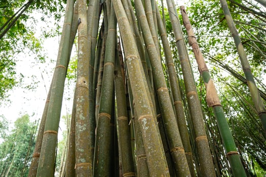 Bamboo Garden and Bamboo Forest Path at Berastagi - North Sumatra photo