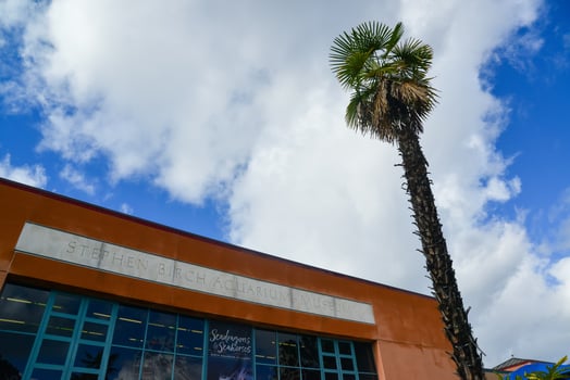 Very tall palm tree at the entrance to St. BIRCH AQUARIUM, California photo