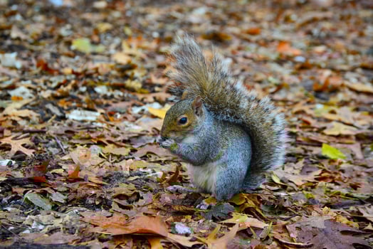 Gray Squirrel Sciurus carolinensis collects nuts in the park, Wild animals, Manhattan, New York photo