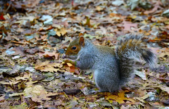 Gray Squirrel Sciurus carolinensis collects nuts in the park, Wild animals, Manhattan, New York, USA photo