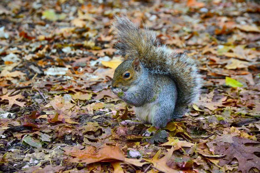 Gray Squirrel Sciurus carolinensis collects nuts in the park, Wild animals, Manhattan, New York photo