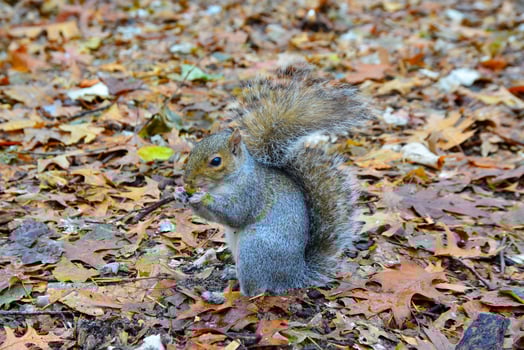 Gray Squirrel Sciurus carolinensis collects nuts in the park, Wild animals, Manhattan, New York photo