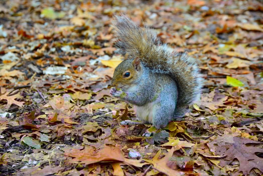 Gray Squirrel Sciurus carolinensis collects nuts in the park, Wild animals, Manhattan, New York photo