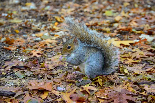 Gray Squirrel Sciurus carolinensis collects nuts in the park, Wild animals, Manhattan, New York photo