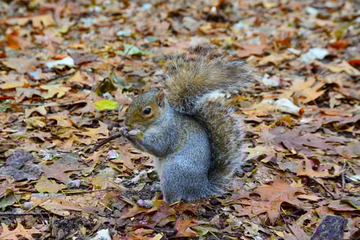 Gray Squirrel Sciurus carolinensis collects nuts in the park, Wild animals, Manhattan, New York photo