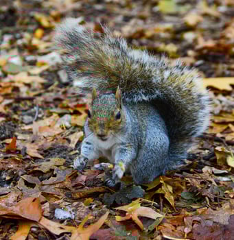 Gray Squirrel Sciurus carolinensis collects nuts in the park, Wild animals, Manhattan, New York photo