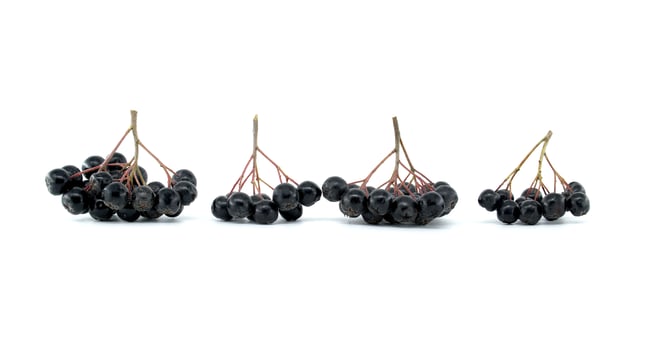 Black chokeberry clusters isolated on white background for natural and healthy food concepts photo