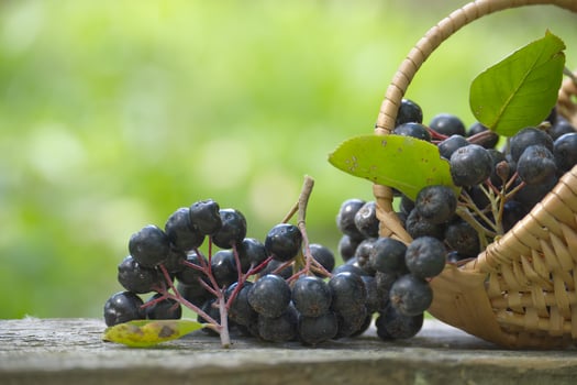 Fresh Aronia melanocarpa berries in wicker basket outdoors photo