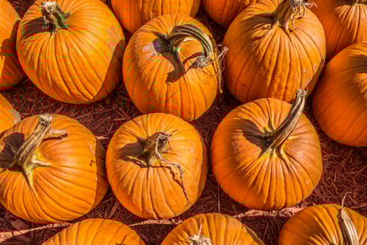 Looking down on pumpkins from above photo