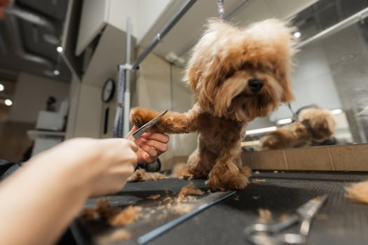 Grooming a Small Dog at a Modern Pet Salon in Bright Indoor Setting photo