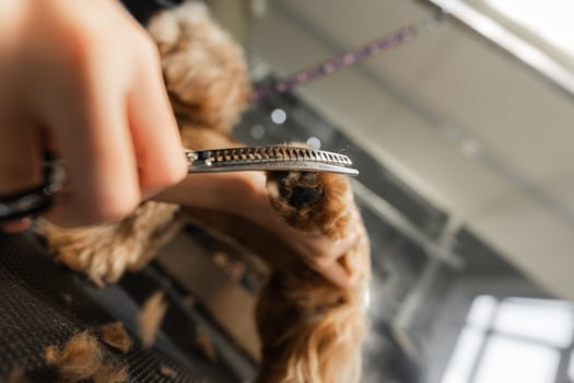 Grooming A Small Dog At A Pet Salon During The Afternoon photo