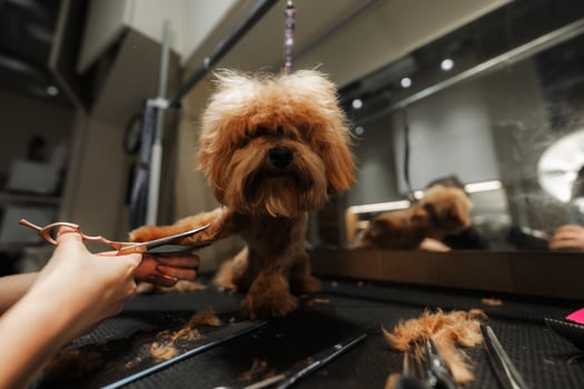Small Dog Being Groomed at a Pet Salon by a Professional Groomer During Daylight Hours photo