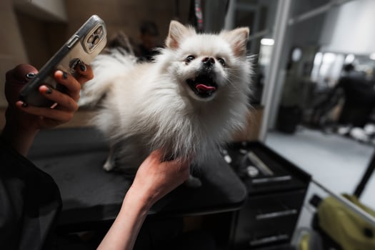 Happy Fluffy Dog Being Groomed at Pet Salon During Bright Afternoon photo