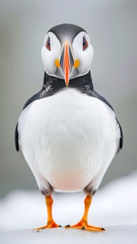 Atlantic puffin facing camera on snowy ground photo