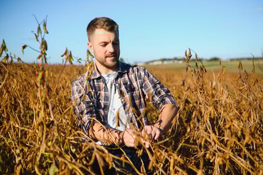 Agronomist inspects soybean crop in agricultural field - Agro concept - farmer in soybean plantation on farm. photo