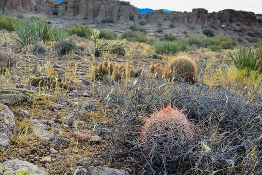 California barrel cactus, compass barrel Ferocactus cylindraceus, cacti grow on stones in the desert. Arizona Cacti photo