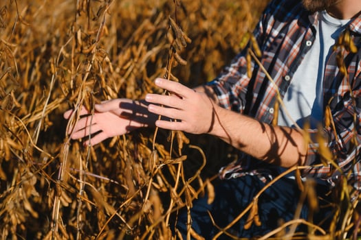 Farmer checking crop in a soybean field. Agricultural concept photo