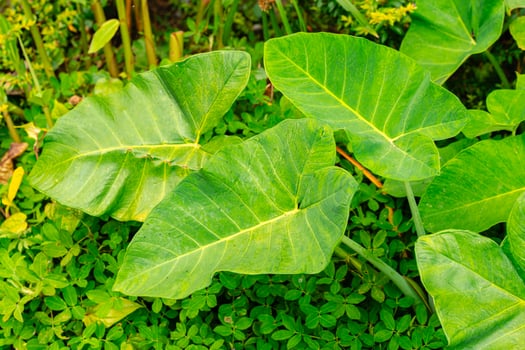 Alocasia macrorrhizos is a species of flowering plant in the arum family Araceae. Common names include giant taro, ape, giant alocasia, biga and pia. photo