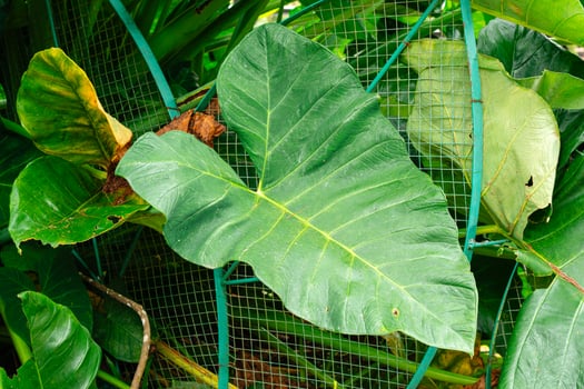 Alocasia macrorrhizos is a species of flowering plant in the arum family Araceae. Common names include giant taro, ape, giant alocasia, biga and pia. photo