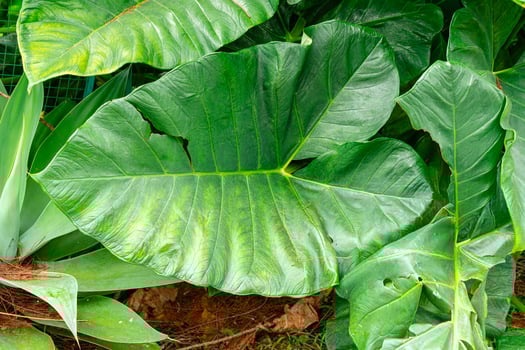 Alocasia macrorrhizos is a species of flowering plant in the arum family Araceae. Common names include giant taro, ape, giant alocasia, biga and pia. photo