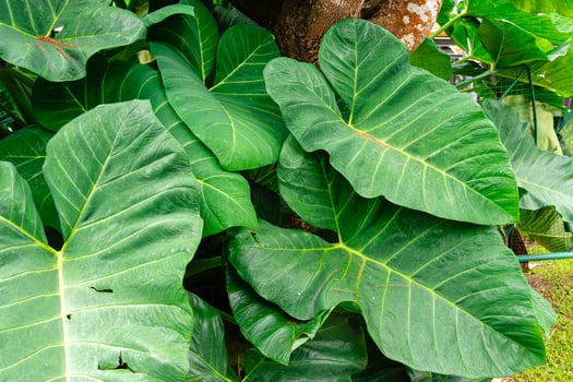Alocasia macrorrhizos is a species of flowering plant in the arum family Araceae. Common names include giant taro, ape, giant alocasia, biga and pia. photo