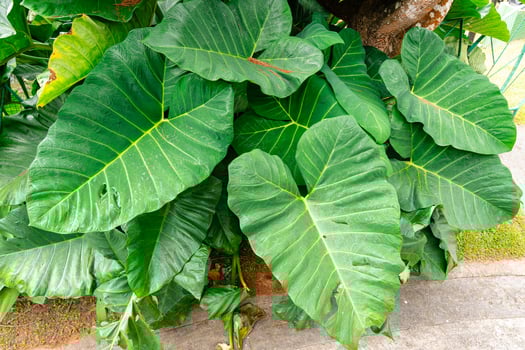 Alocasia macrorrhizos is a species of flowering plant in the arum family Araceae. Common names include giant taro, ape, giant alocasia, biga and pia. photo