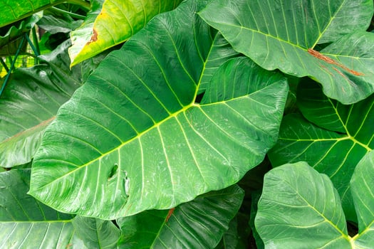 Alocasia macrorrhizos is a species of flowering plant in the arum family Araceae. Common names include giant taro, ape, giant alocasia, biga and pia. photo