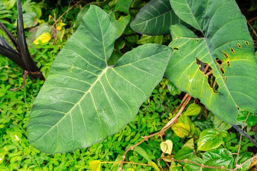 Alocasia macrorrhizos is a species of flowering plant in the arum family Araceae. Common names include giant taro, ape, giant alocasia, biga and pia. photo