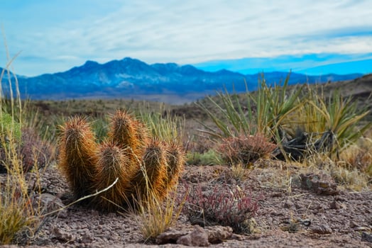 Engelmann's hedgehog cactus Echinocereus engelmannii, Arizona cacti photo
