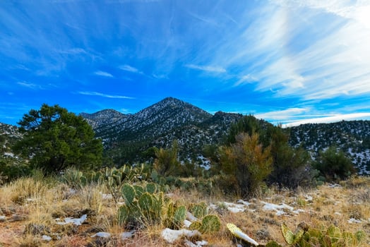 Coniferous forest and snow-capped mountains against a blue sky, frost-resistant cacti photo