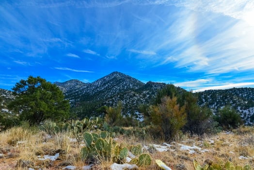 Coniferous forest and snow-capped mountains against a blue sky, frost-resistant cacti photo