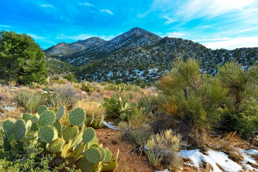 Coniferous forest and snow-capped mountains against a blue sky, frost-resistant cacti photo