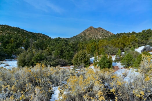 Coniferous forest and various cold-hardy plants and cacti in the mountains in Arizona photo