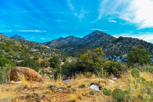 Coniferous forest and snow-capped mountains against a blue sky, frost-resistant cacti photo